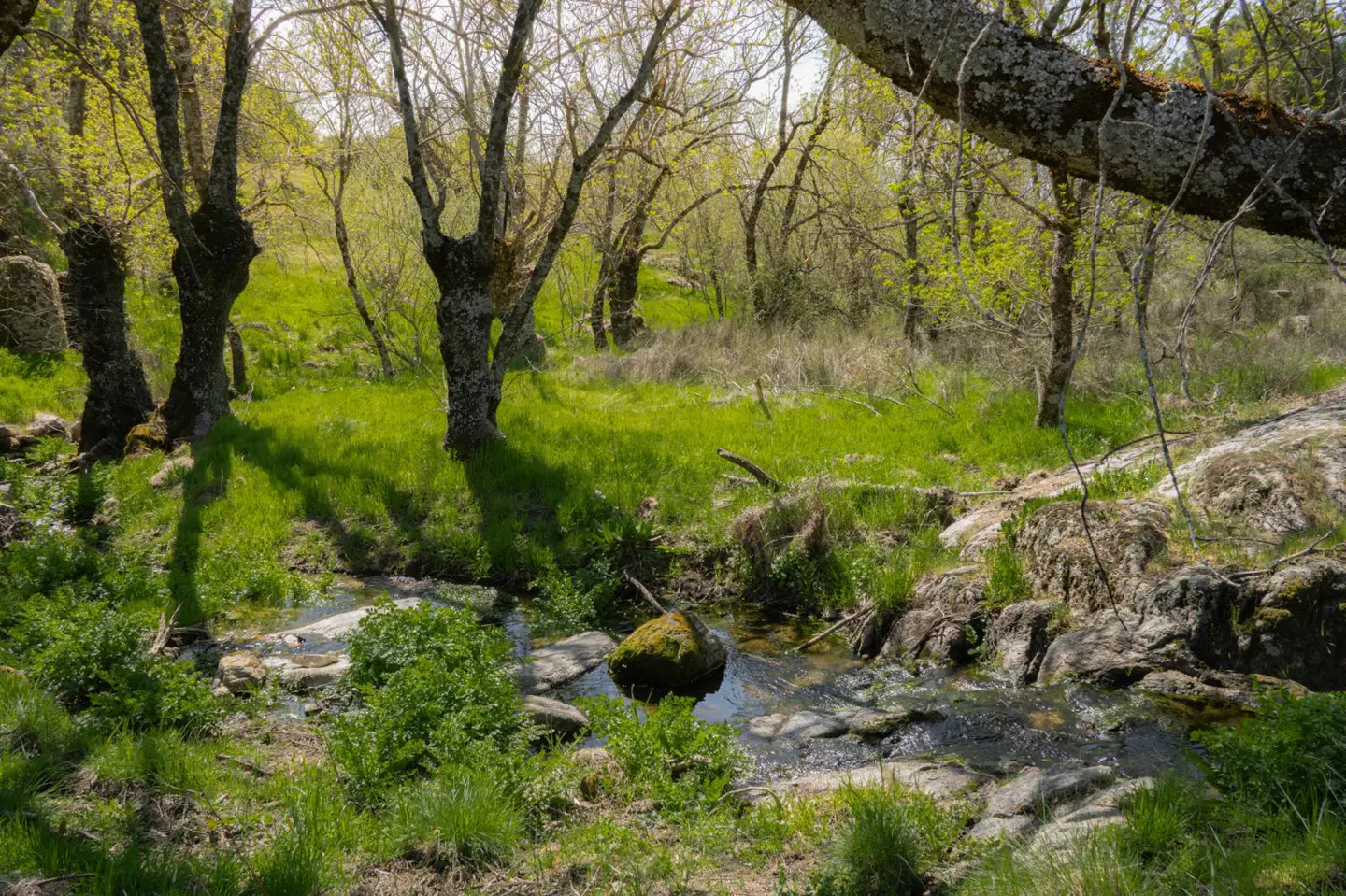 A stream flows through a green meadow with trees and rocks. Sunlight filters through the branches, creating shadows on the grass.