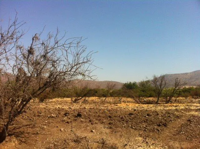 Arid landscape with sparse trees and shrubs under a clear blue sky. Brown, rocky ground stretches to distant hills.