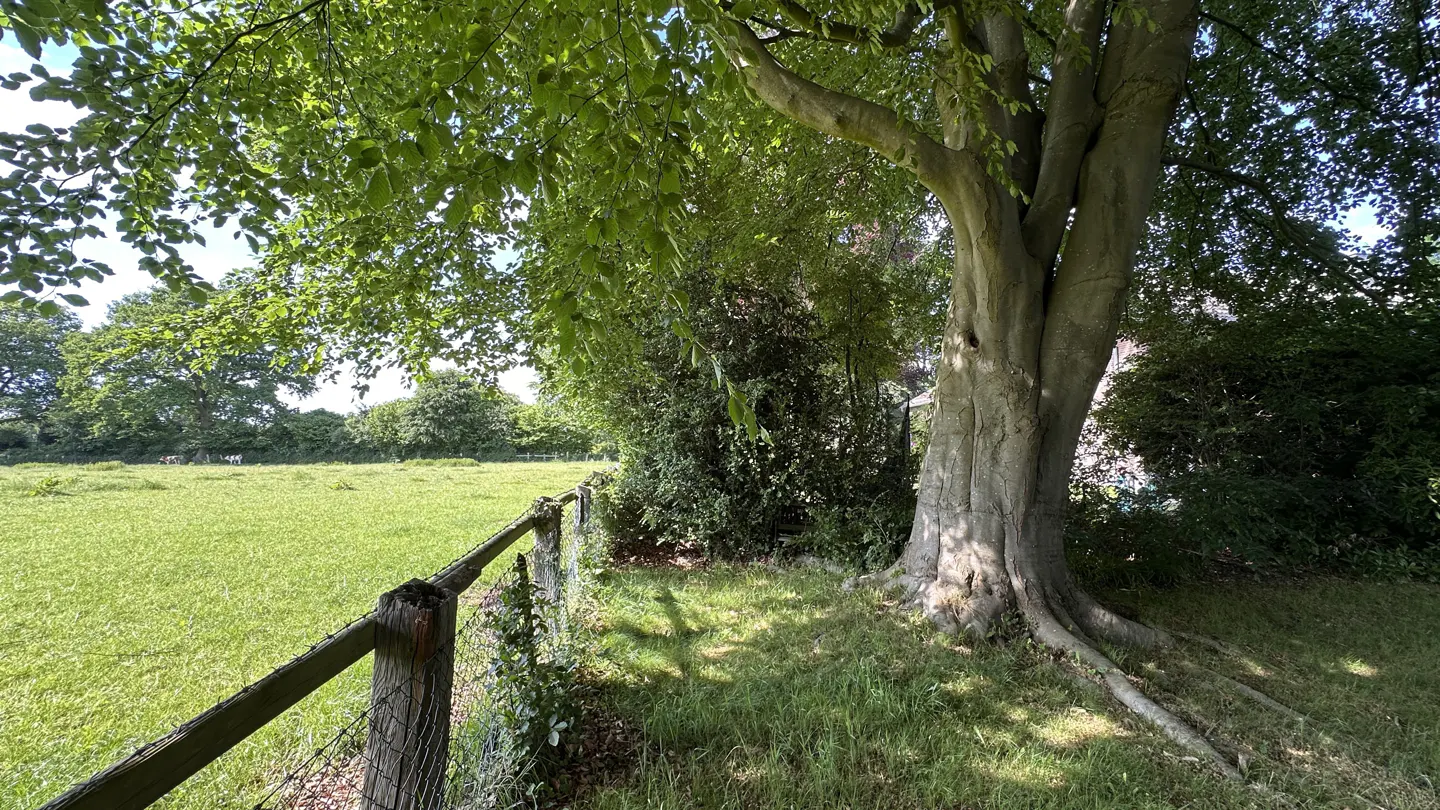 A large, mature tree stands beside a wire fence bordering a lush green field under a bright, sunny sky.