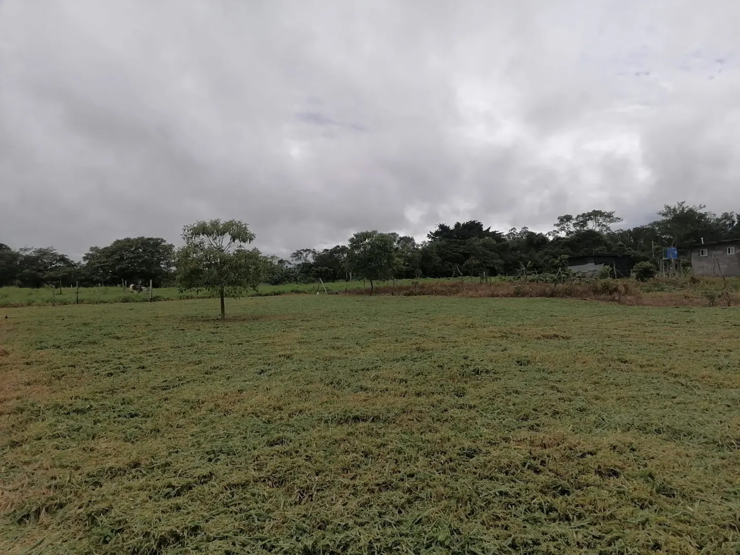A grassy field under a cloudy sky, with trees in the background and a house visible on the right.