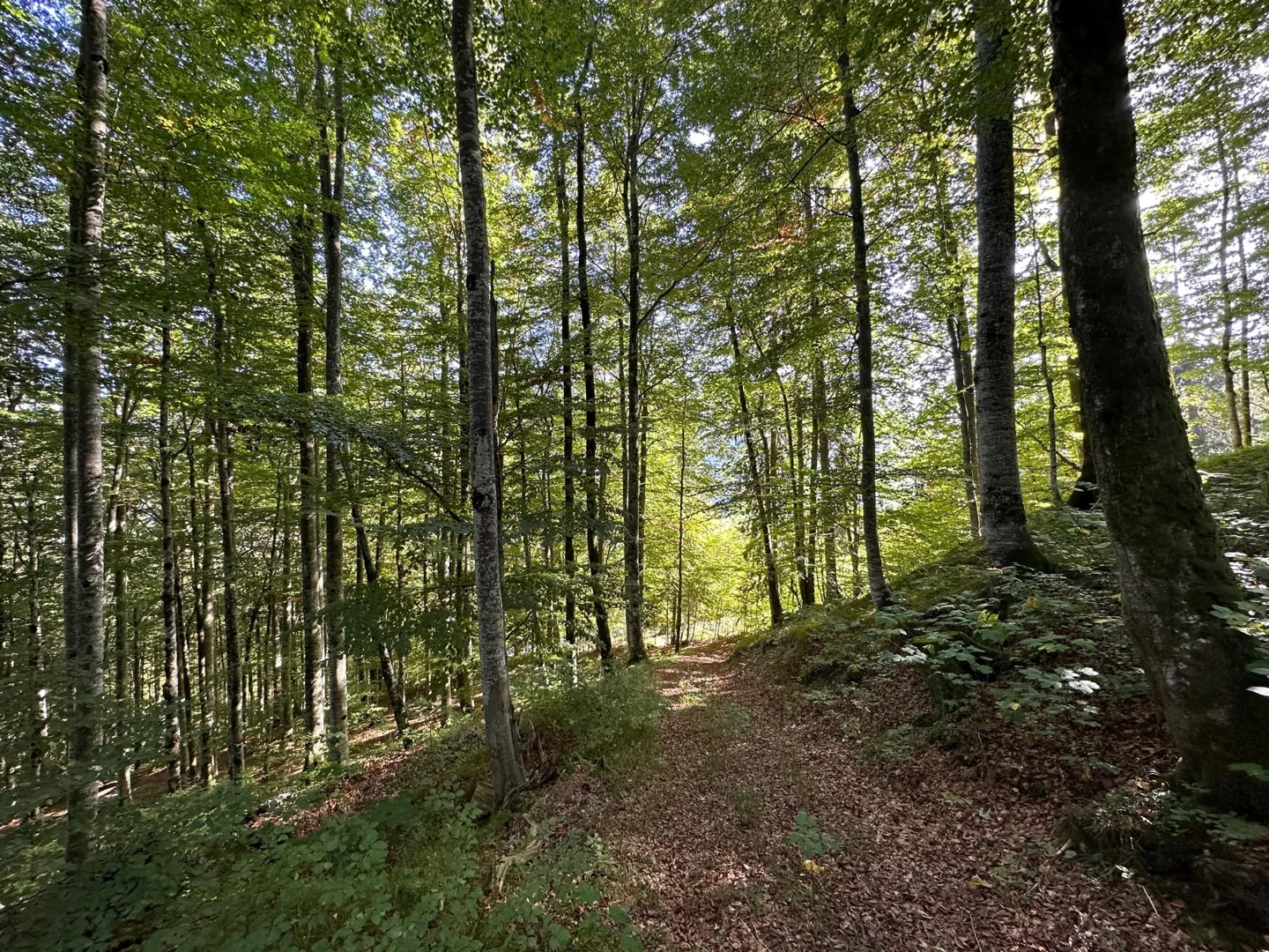 Waldgrundstück „am Kogel“ mit teilw. 120 Jahre altem Bestand