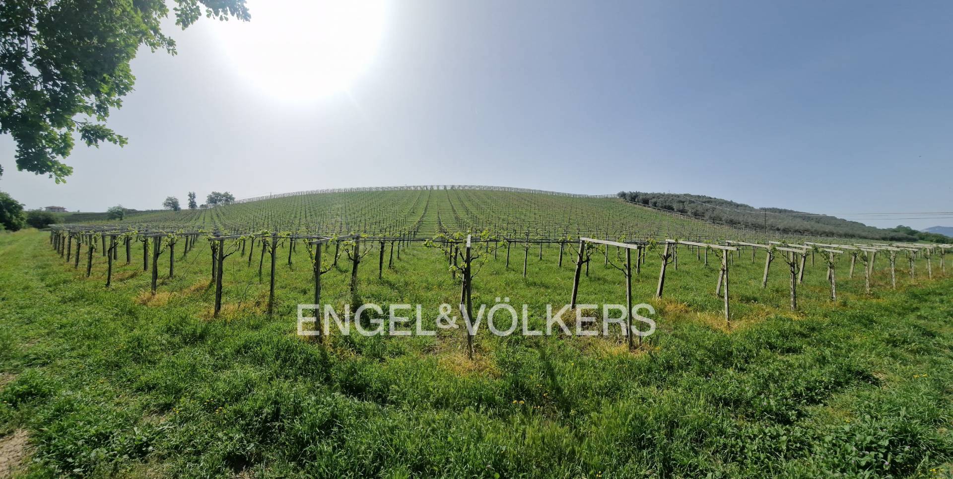 Azienda Agricola in Vendita a Rosciano, Abruzzo, Italia