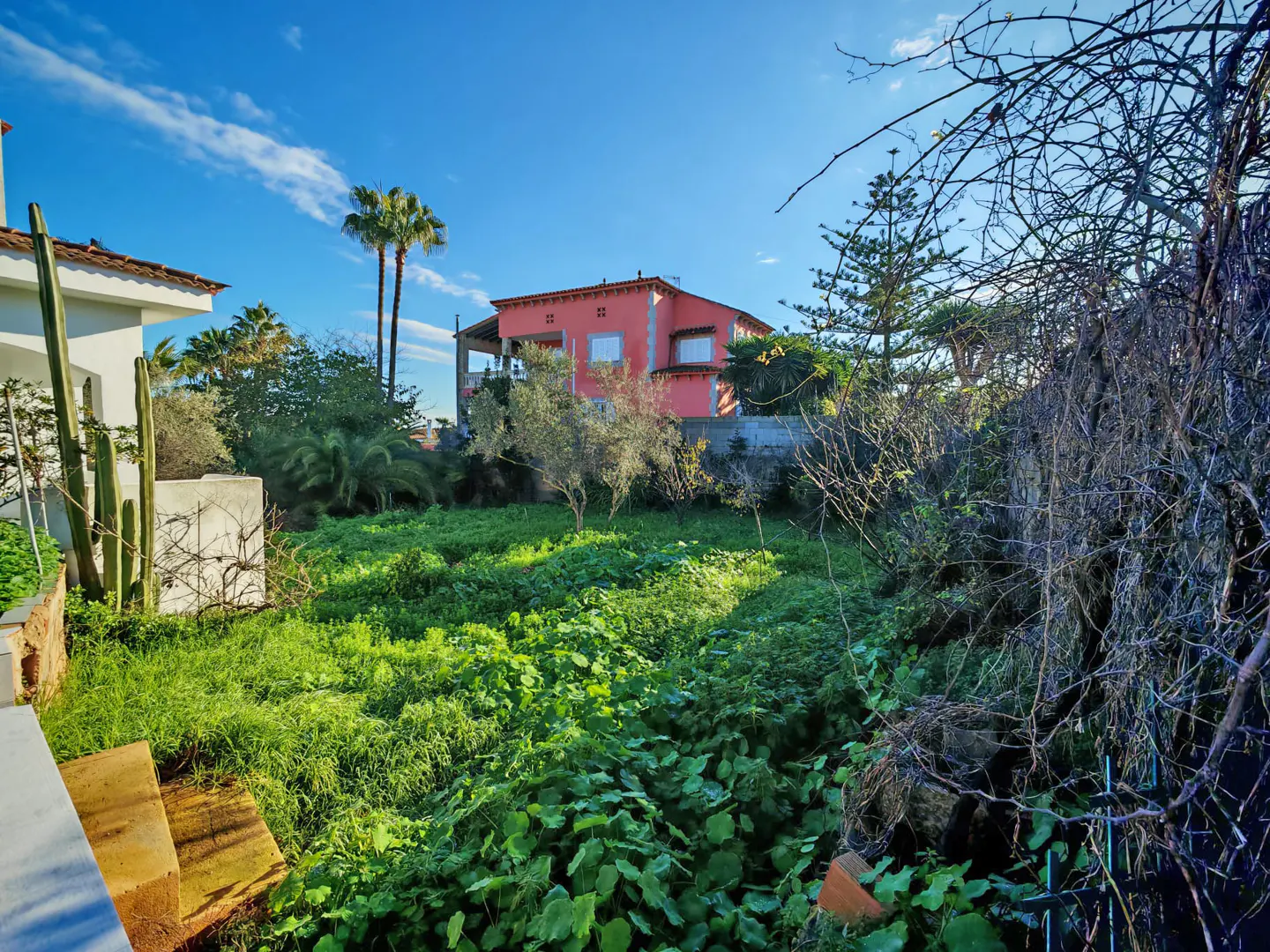 A vacant lot with lush green vegetation, a pink house, and palm trees under a blue sky.