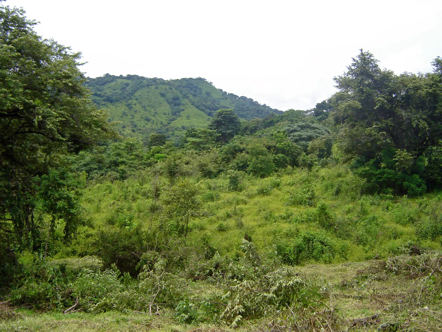 Lush green landscape with trees and a grassy hill under a cloudy sky.