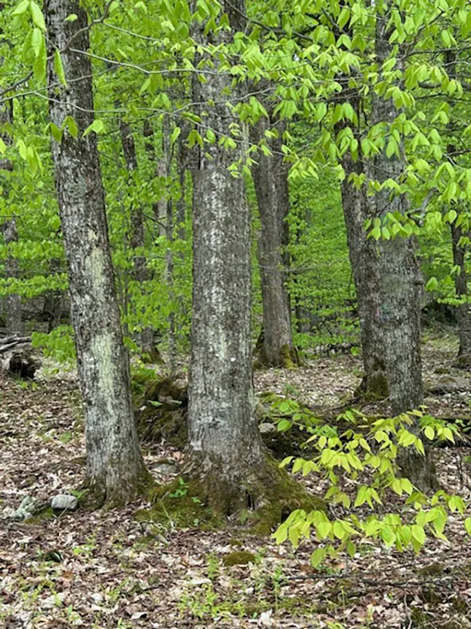 Lush forest scene with tall, gray-barked trees and vibrant green leaves. Ground covered in fallen leaves and moss.