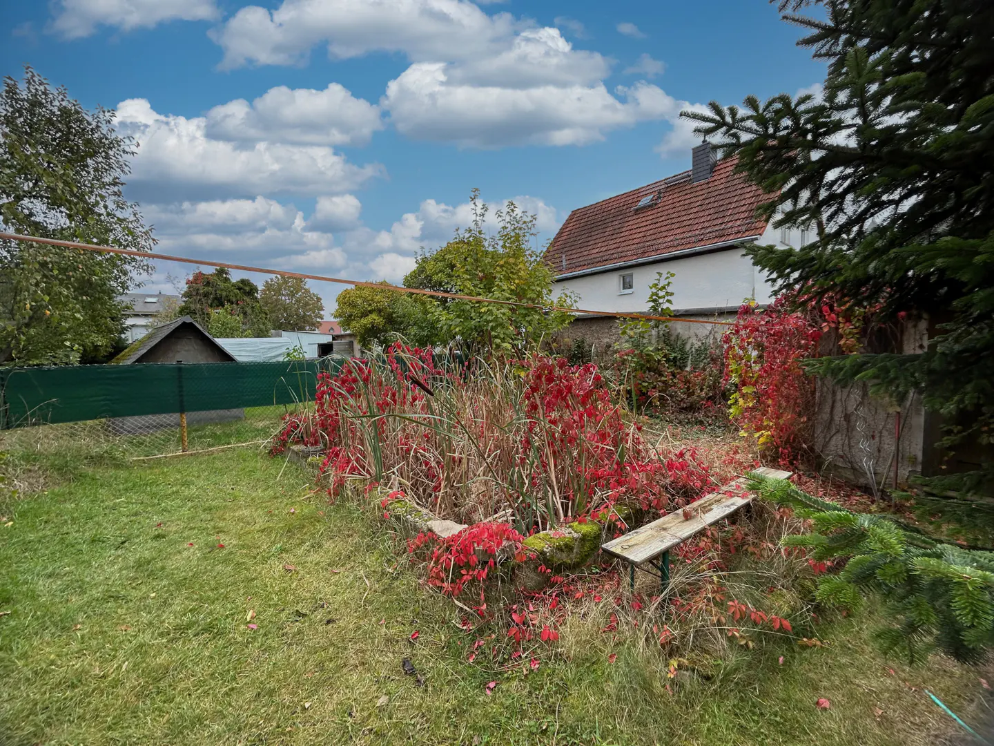 Overgrown backyard with red vines, tall grass, and a weathered bench. A white house with a red tile roof is in the background.