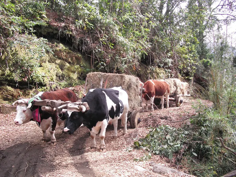 Two teams of oxen pull carts loaded with hay along a dirt path through a wooded area.