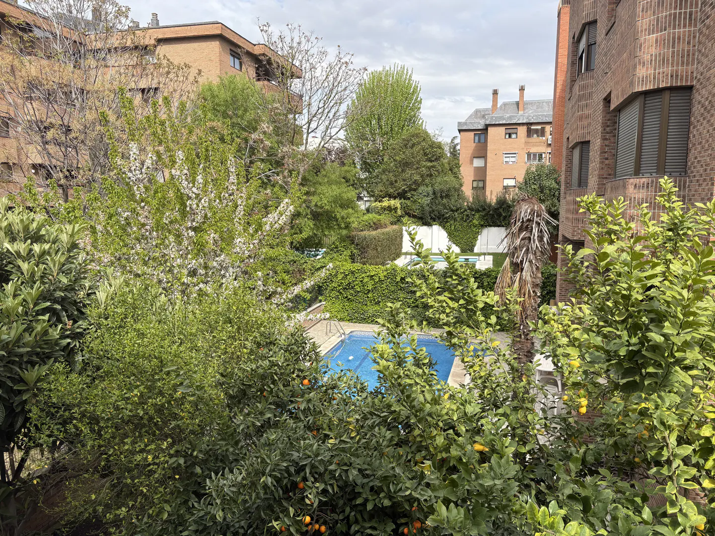 View of a blue swimming pool surrounded by green trees and bushes, with brick buildings in the background.