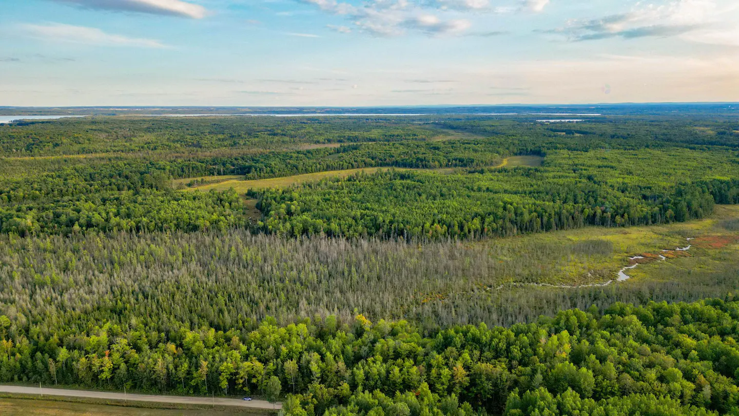 Aerial view of a lush green forest with a winding stream and a patch of dead trees. Blue sky with light clouds.