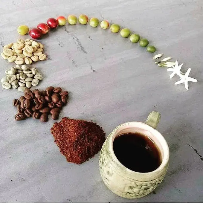 Coffee life cycle: berries, beans, grounds, and a cup of coffee on a gray surface.