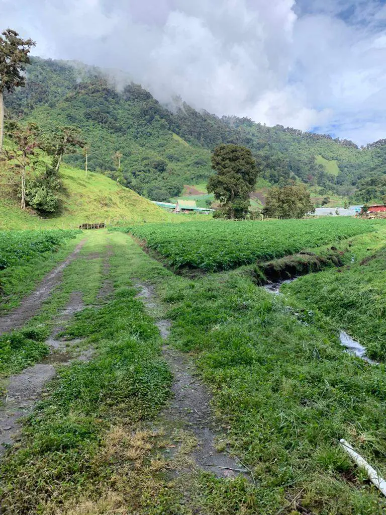 Lush green farmland with a dirt path leading to a mountain backdrop under a cloudy sky.