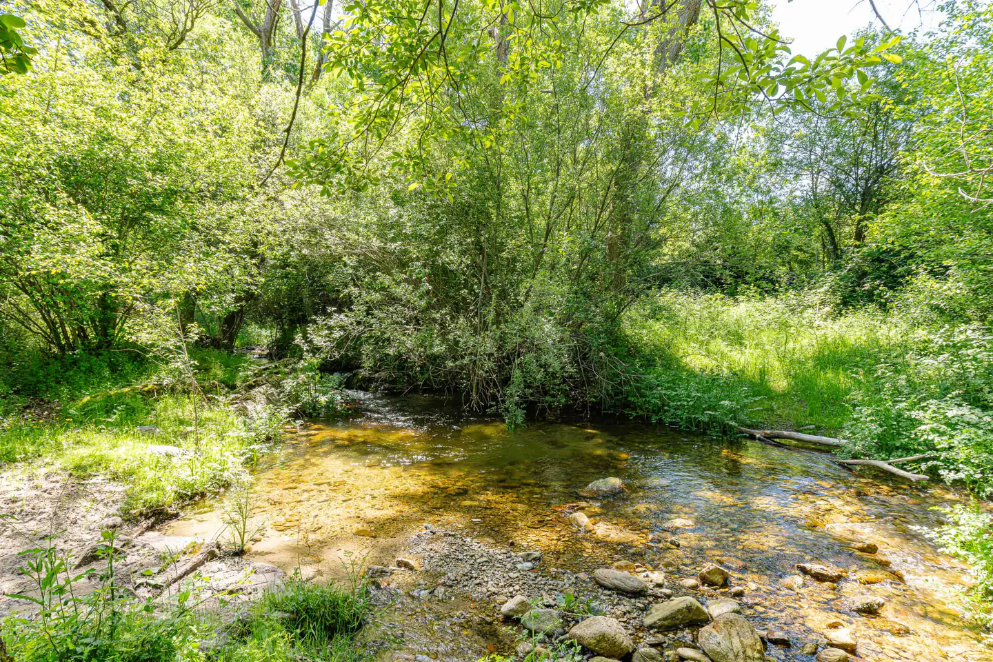 A shallow stream flows through a lush green forest, sunlight dappling the water and surrounding foliage.