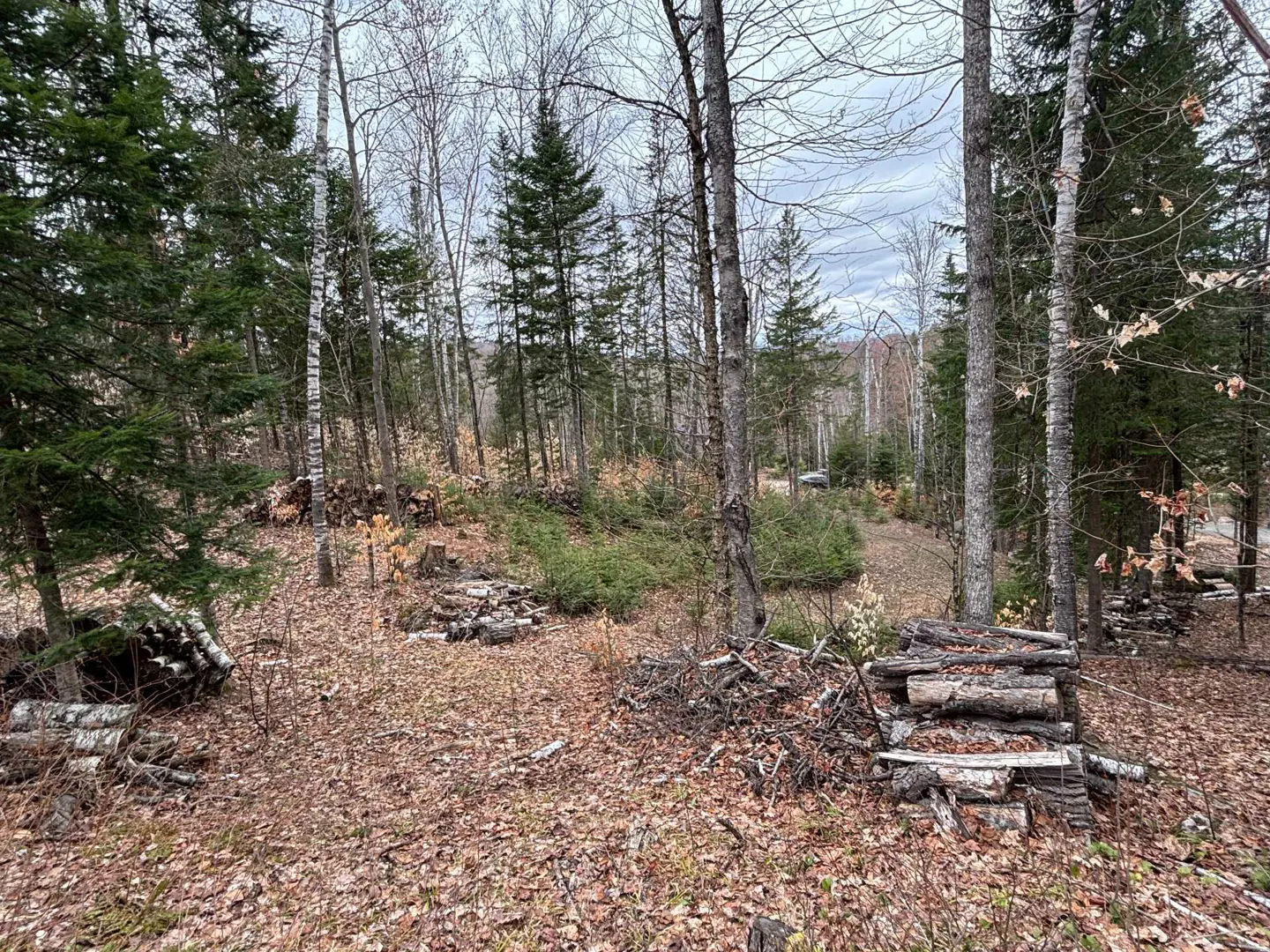 Wooded lot with piles of logs. Tall trees, some bare, some evergreen, fill the background. Brown leaves cover the ground.