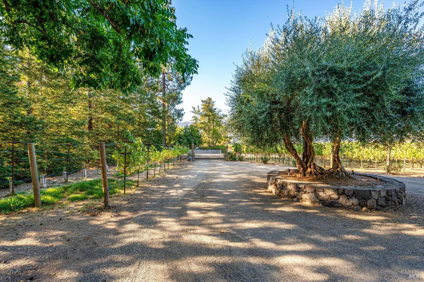 Gravel driveway leading to a gated entrance, lined with grape vines and a large tree in a stone planter.