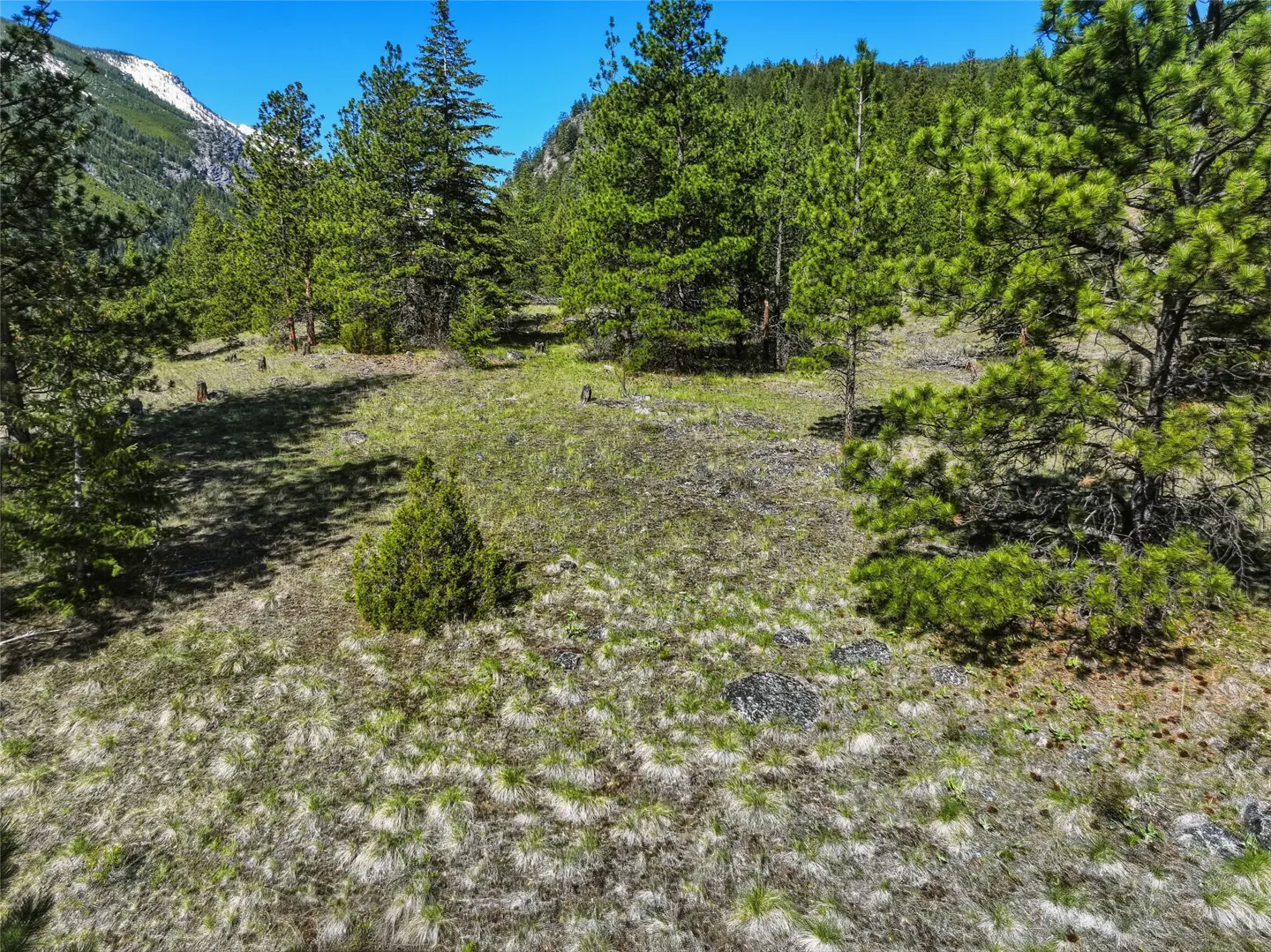A grassy field with scattered pine trees under a blue sky. Mountains are visible in the background.