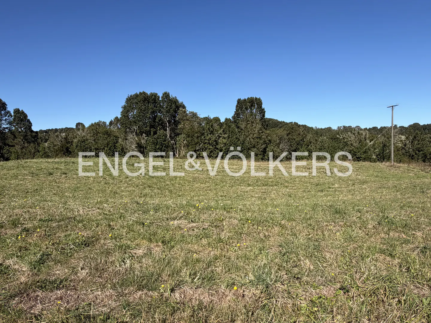 A grassy field under a blue sky, with trees in the background and a utility pole on the right.
