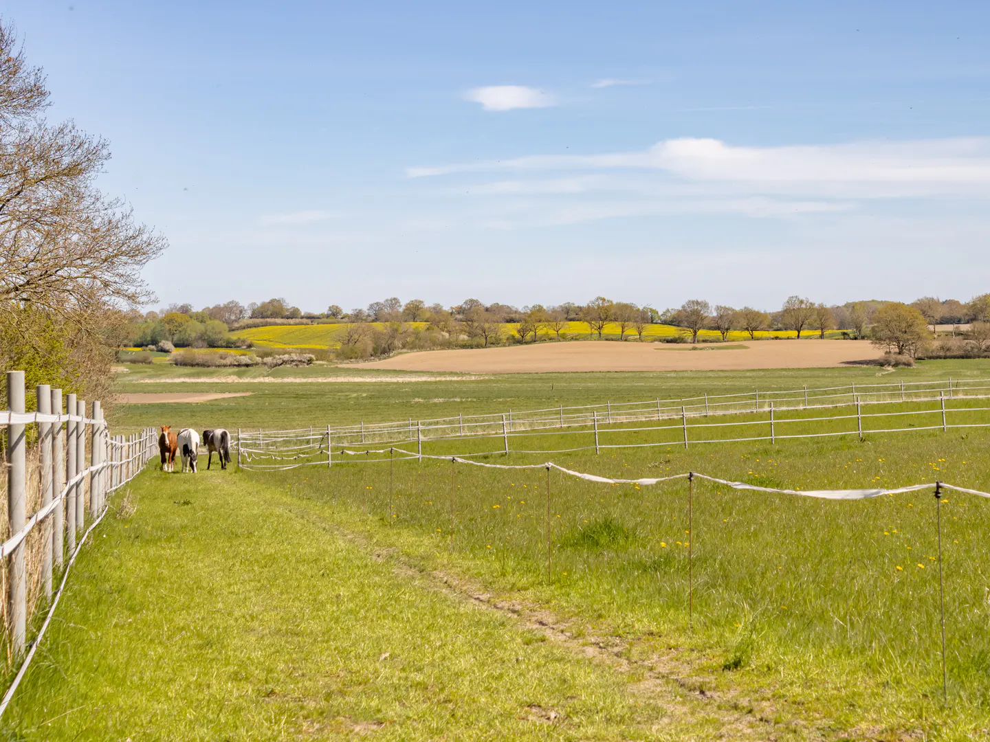 Pastoral scene with three horses grazing in a green field, bordered by white fences, under a blue sky.