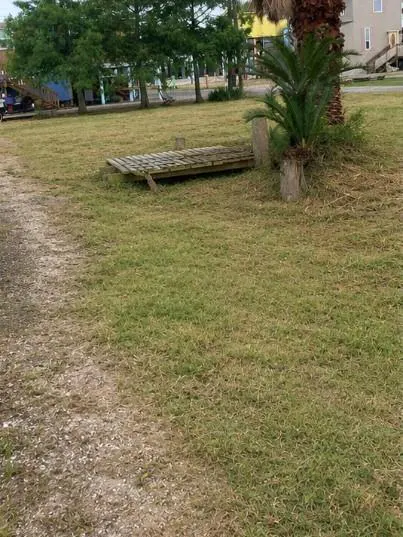 A grassy lawn with a small wooden bridge and palm tree.