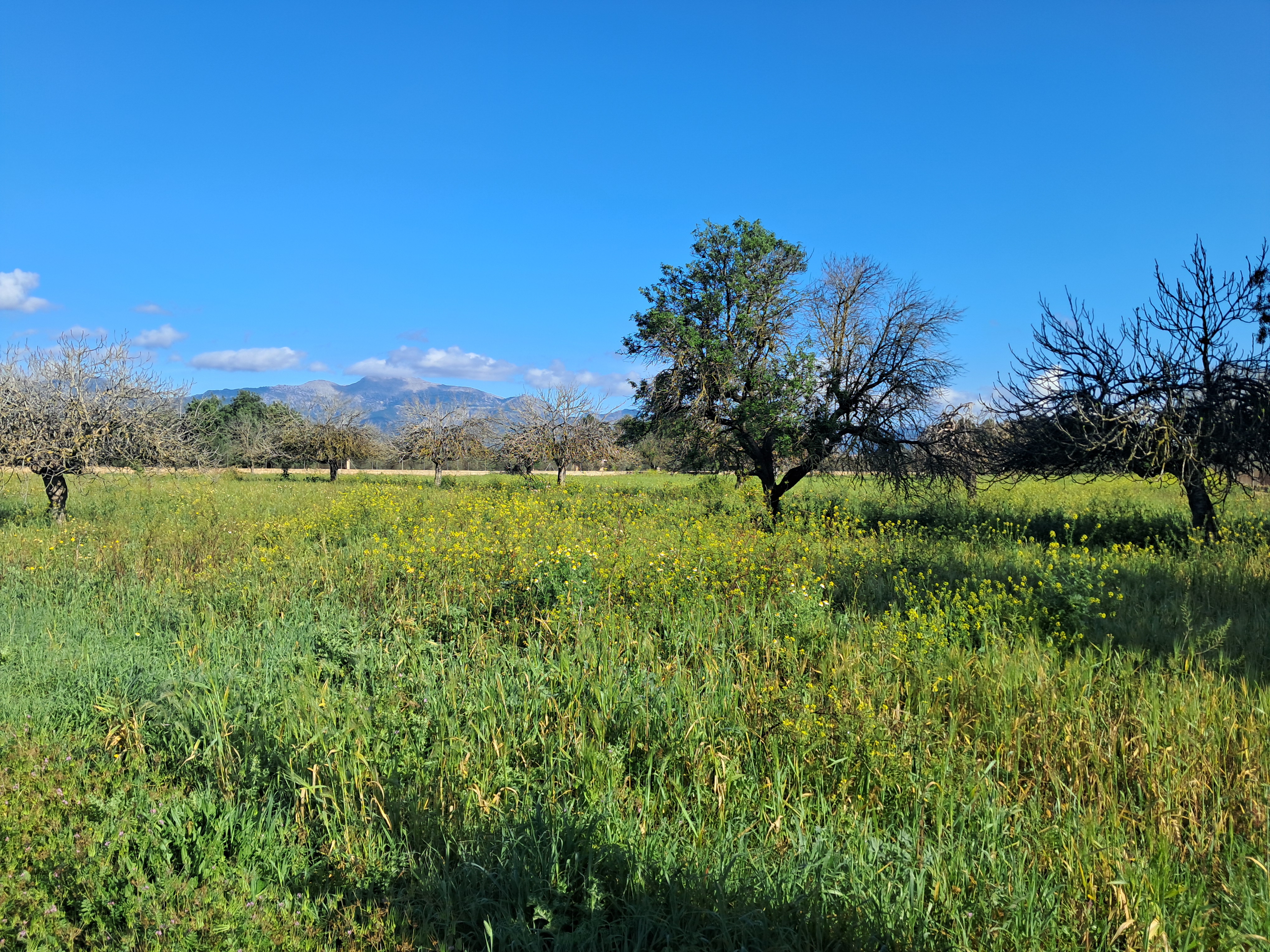 Plot with project in Inca