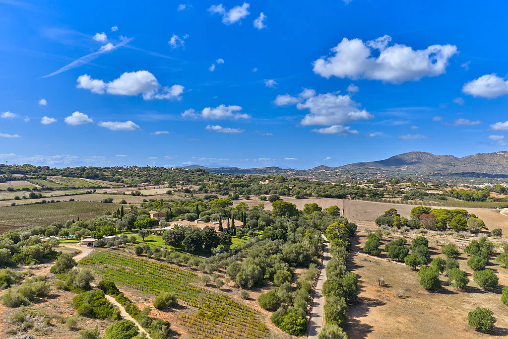 Aerial view of a rural landscape with vineyards, trees, and a house under a blue sky with white clouds.
