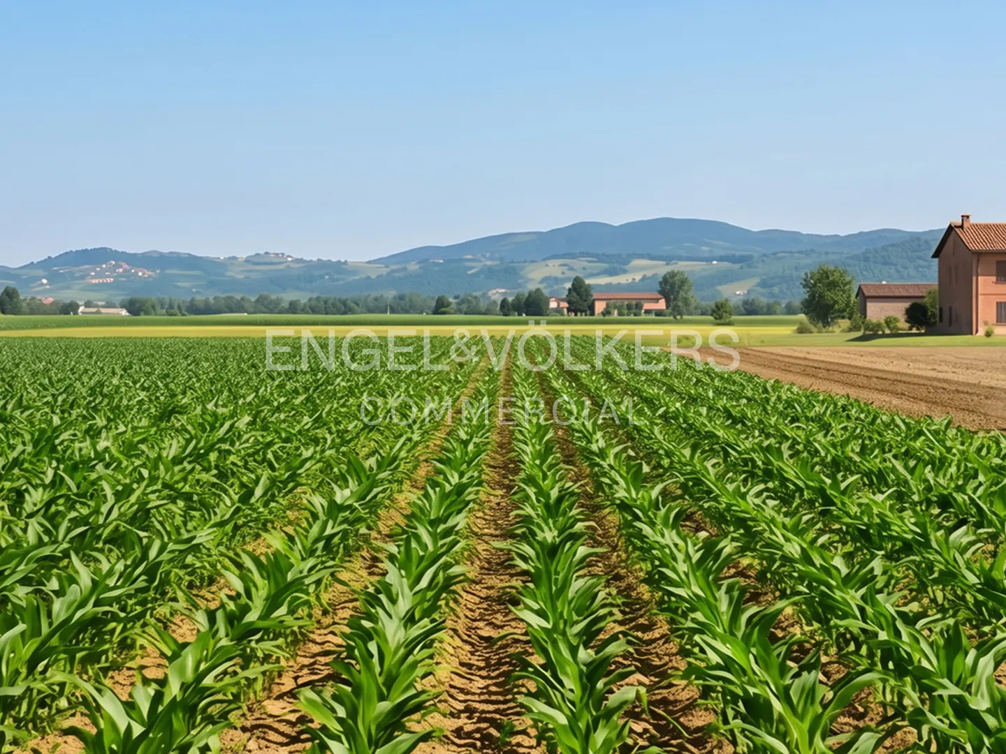 A cornfield stretches to the horizon under a blue sky, with farm buildings and distant hills in the background.