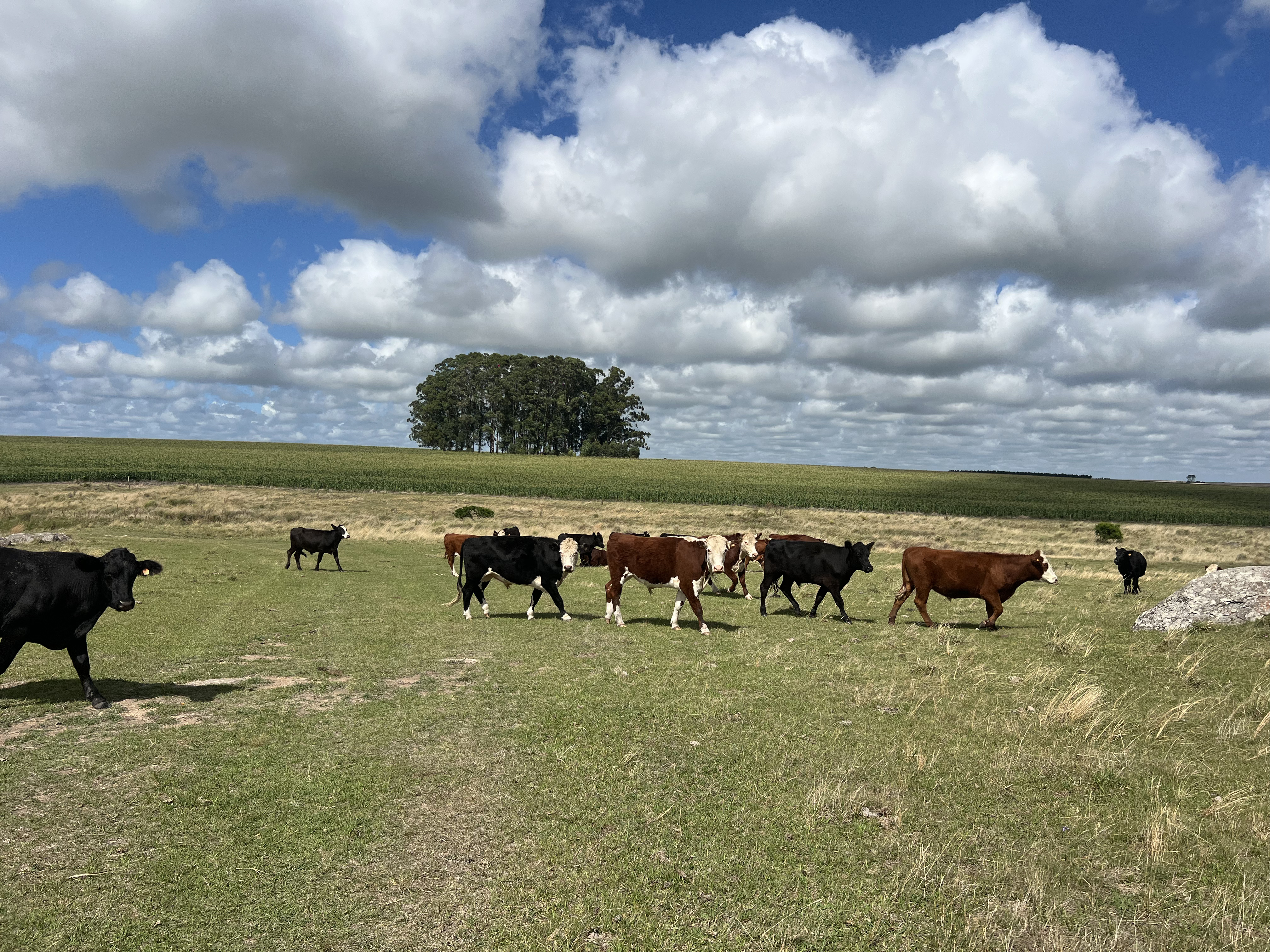 Venta de Campo con Renta Activa en Flores: Agrícola y Ganadero