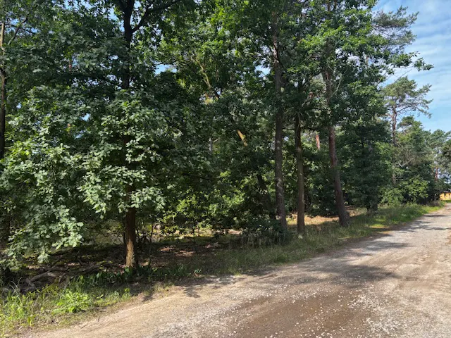 Gravel road through a green forest with tall trees under a blue sky.
