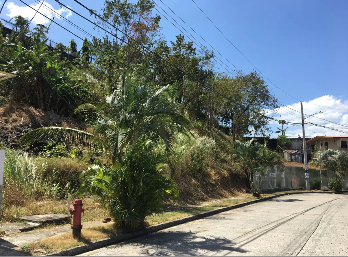 Street view with a lush hillside, palm trees, and a red fire hydrant. Overhead power lines cross a clear blue sky.