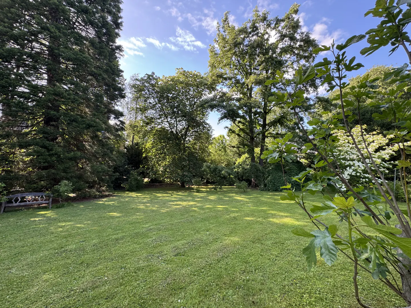 A lush green lawn surrounded by tall trees under a blue sky with scattered clouds. A bench sits at the edge of the lawn.