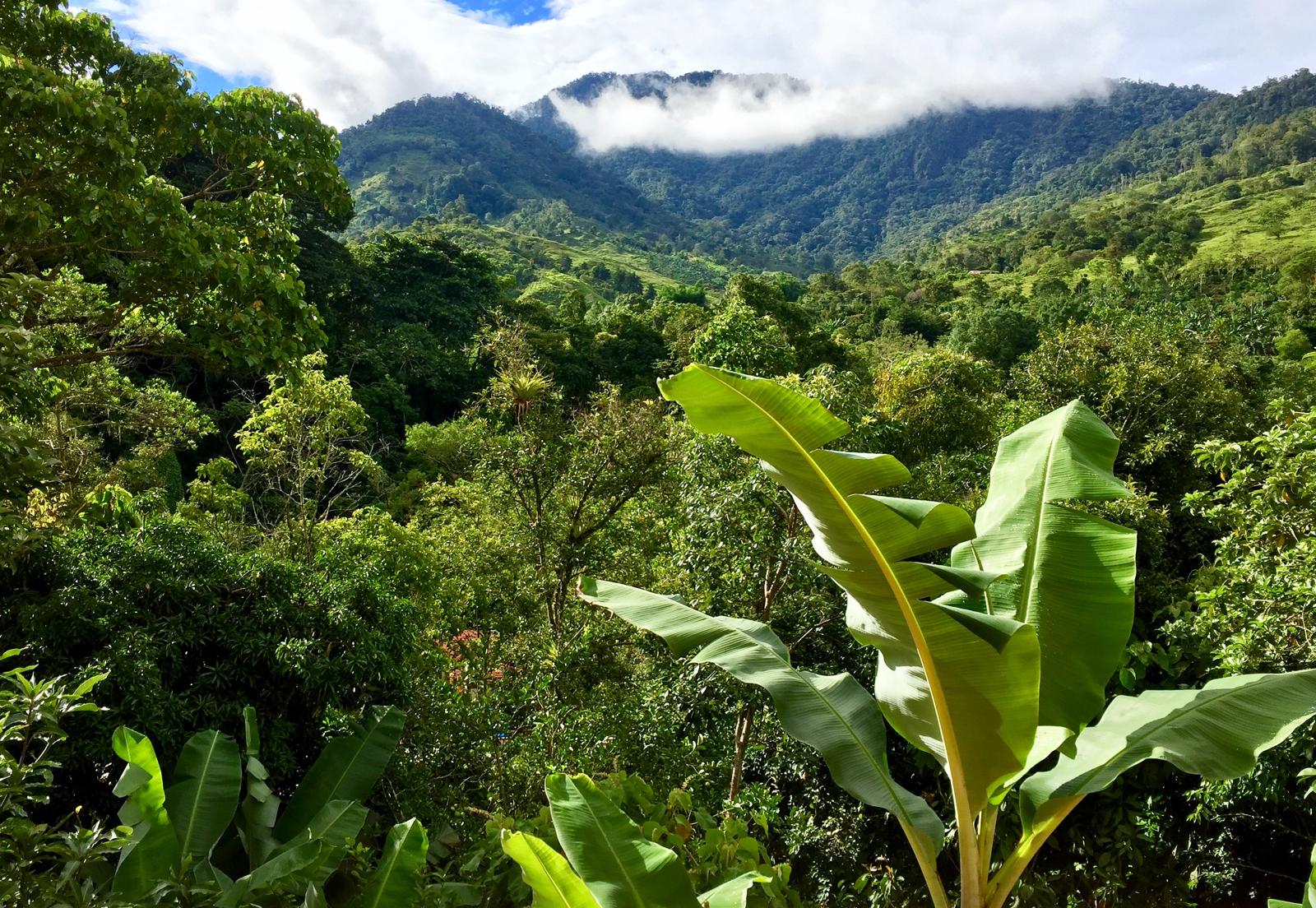 Cacique - Life in Chirripo, Reimagined