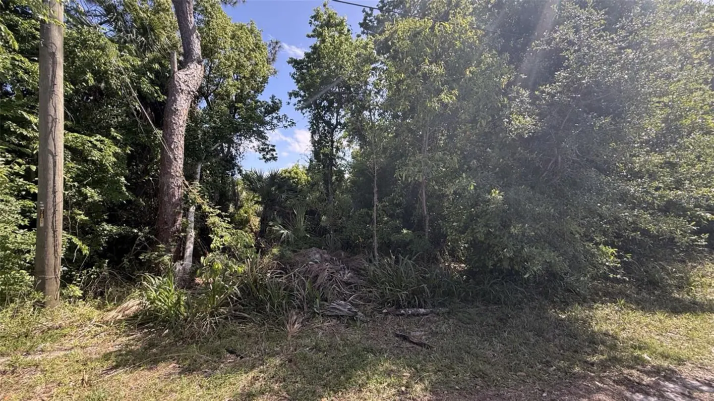A vacant lot with green trees and grass under a blue sky. A utility pole stands on the left.