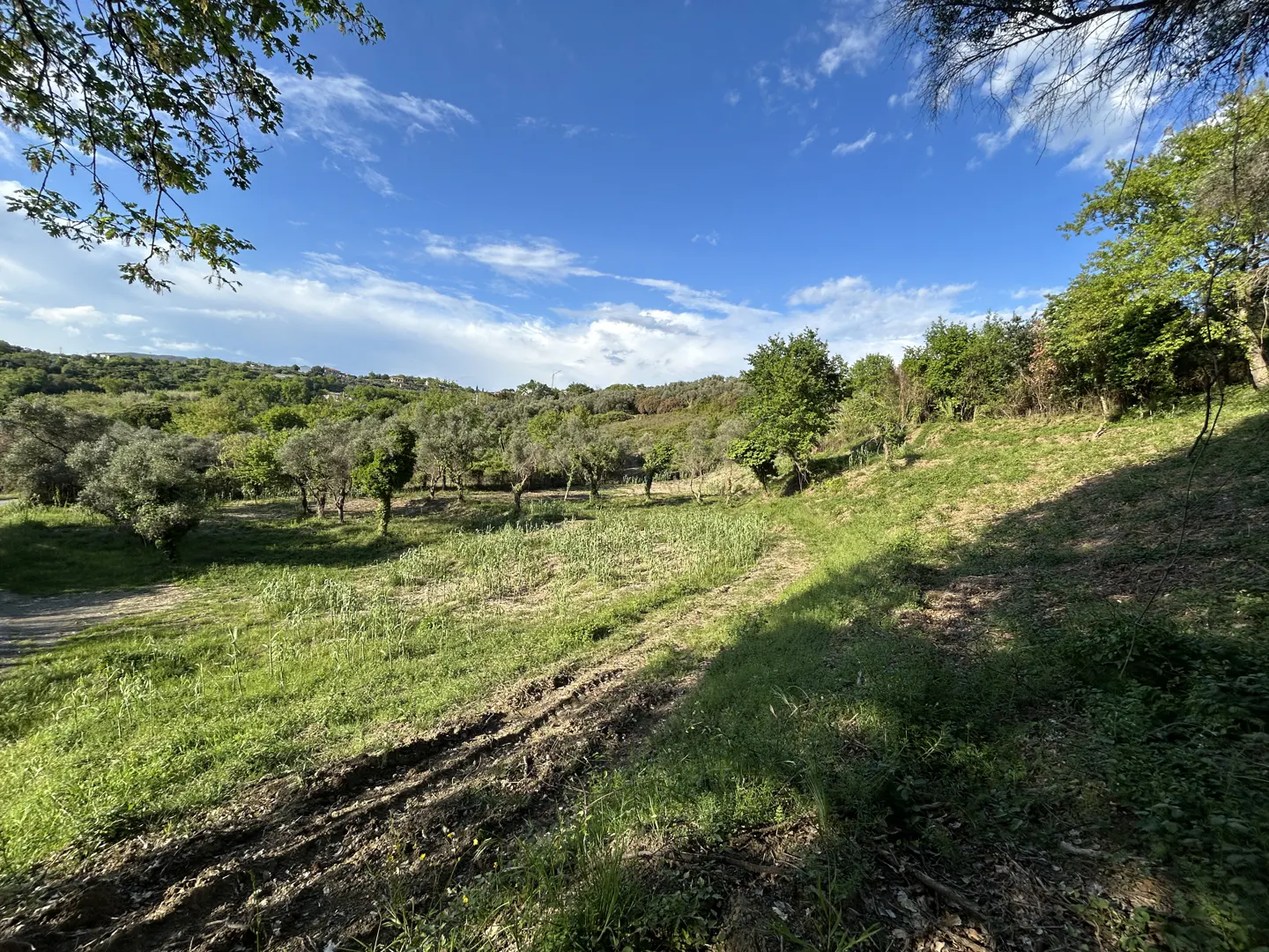 A sunny, sloping green field with scattered olive trees under a bright blue sky with light clouds.