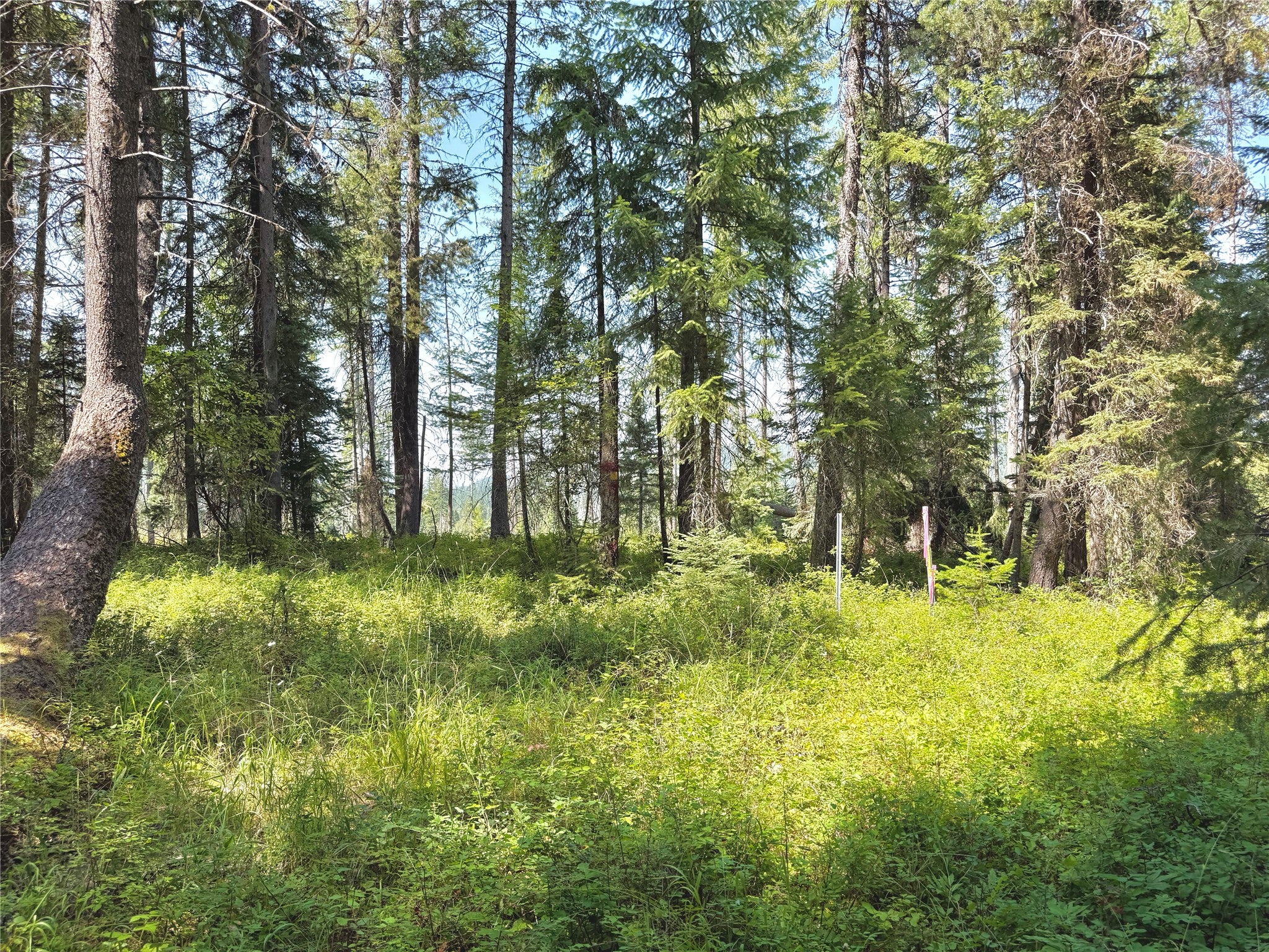 Wooded Parcel Near Glacier National Park