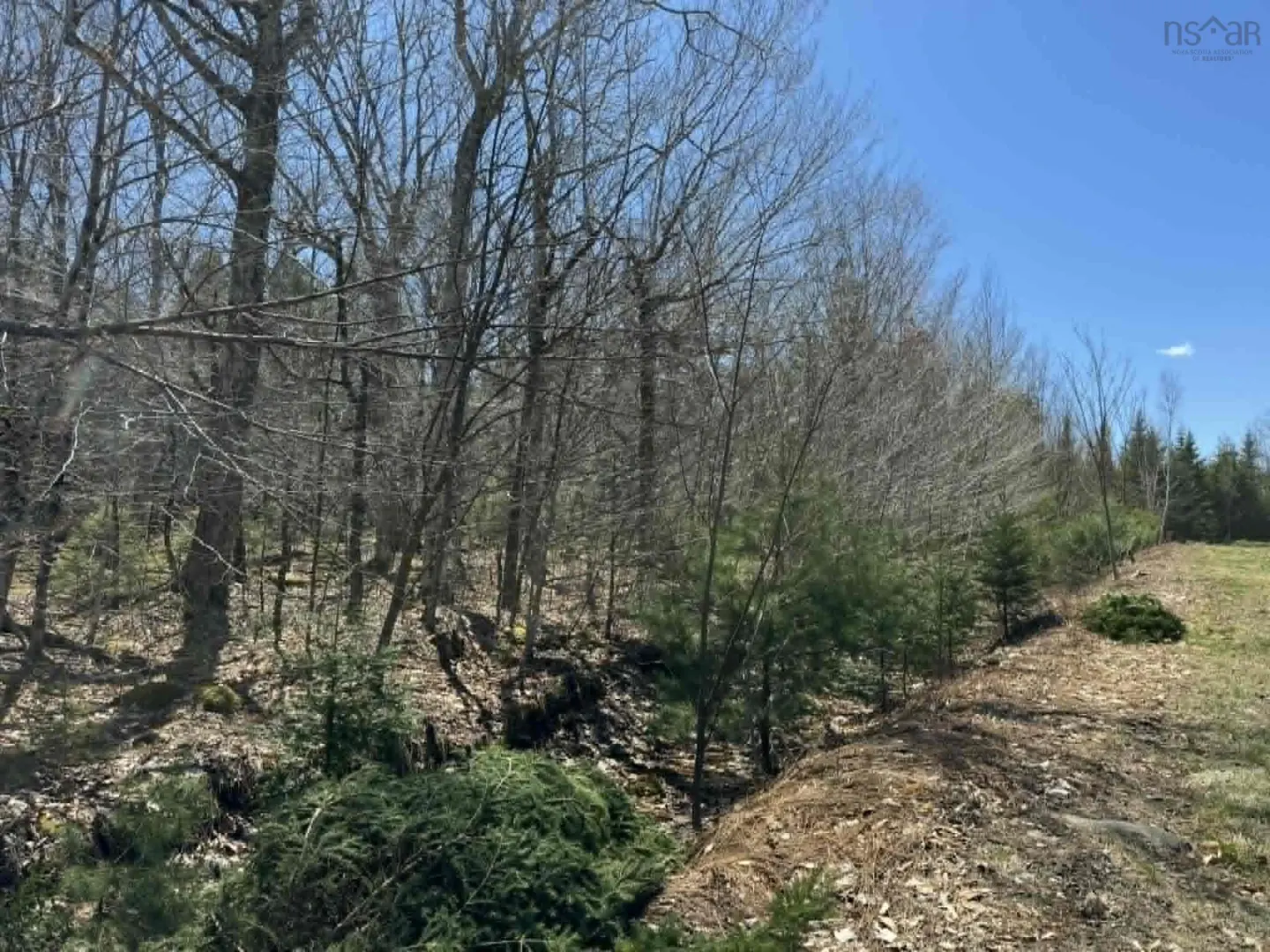 Land for sale with bare trees and green shrubs under a blue sky.