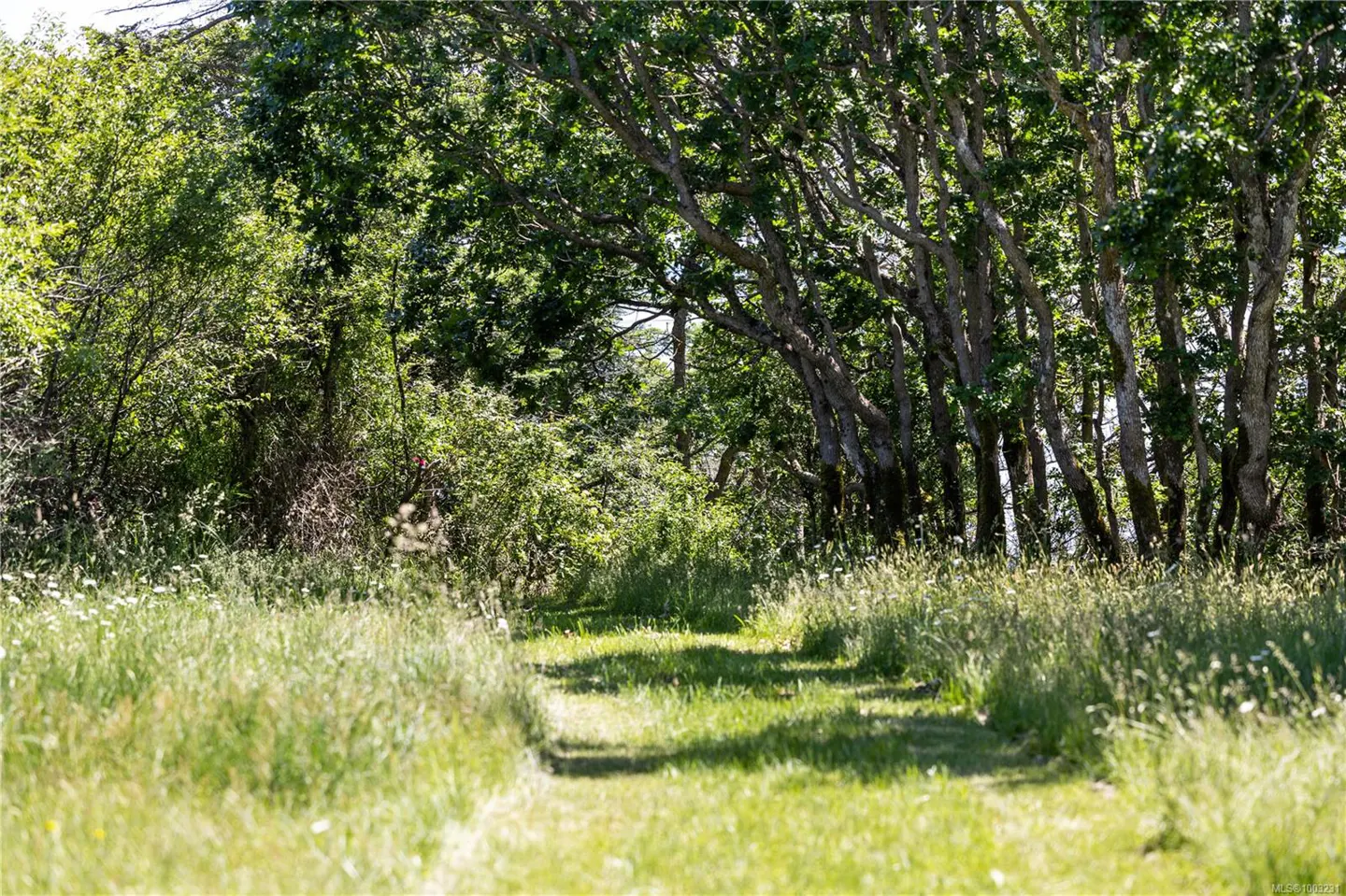 A grassy path leads through a forest of green trees and foliage on a sunny day.
