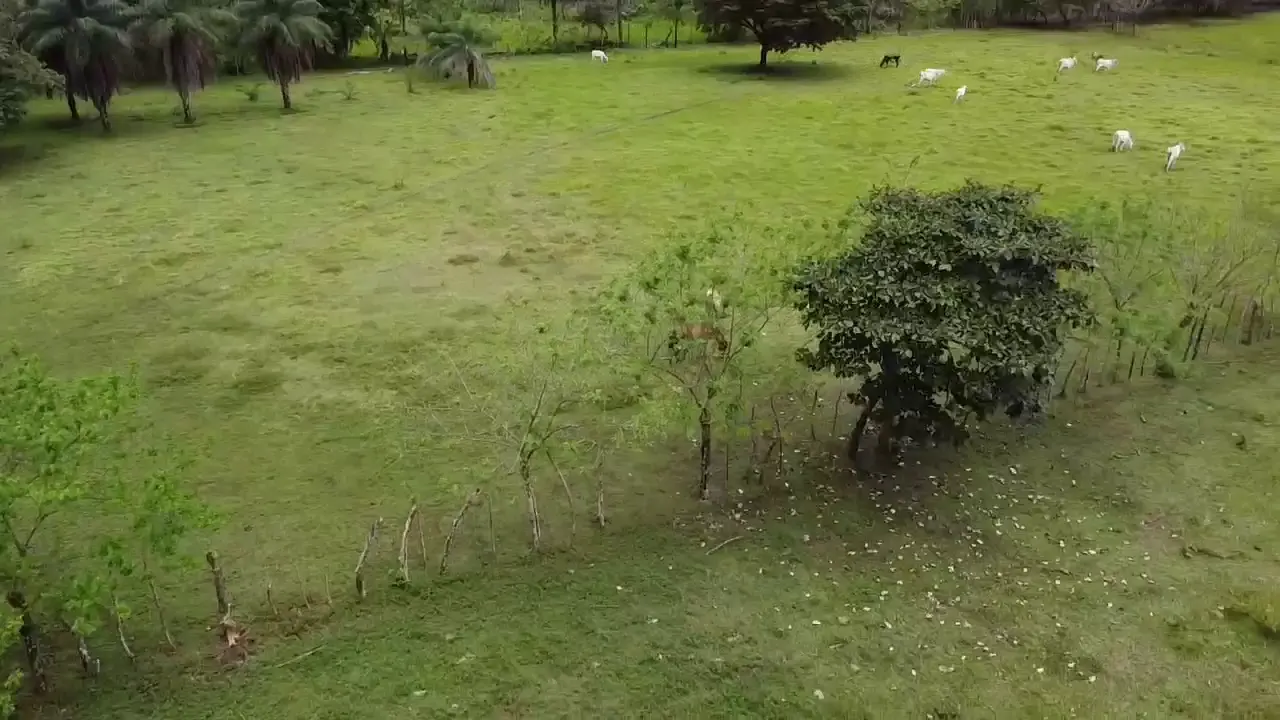 Aerial view of a green pasture with grazing cattle, palm trees, and a rustic fence.
