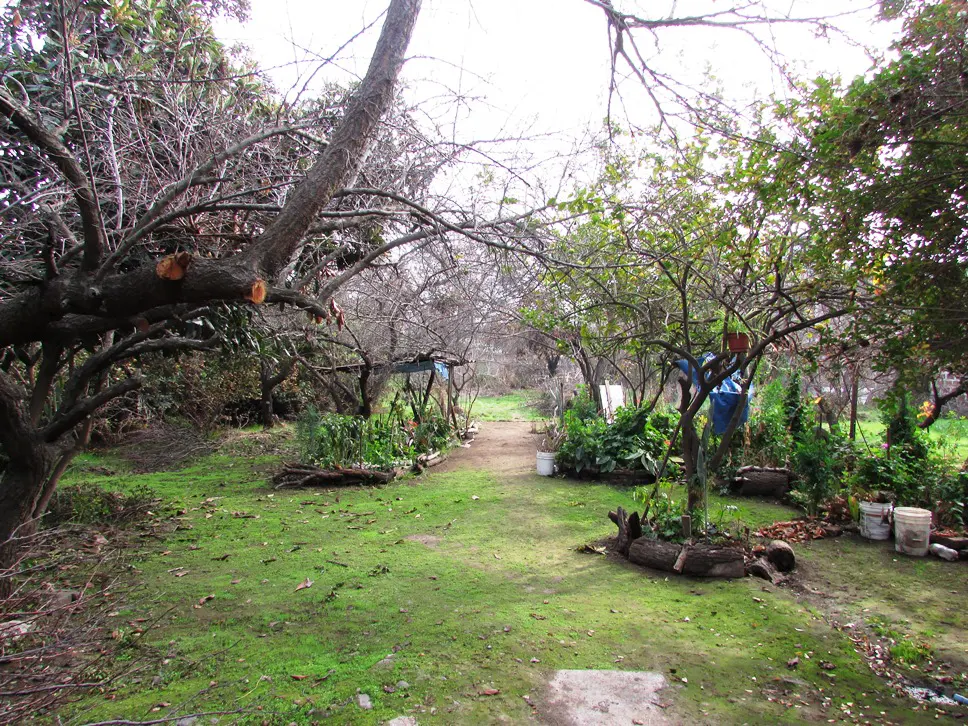 A lush green garden with a dirt path lined with trees and plants.