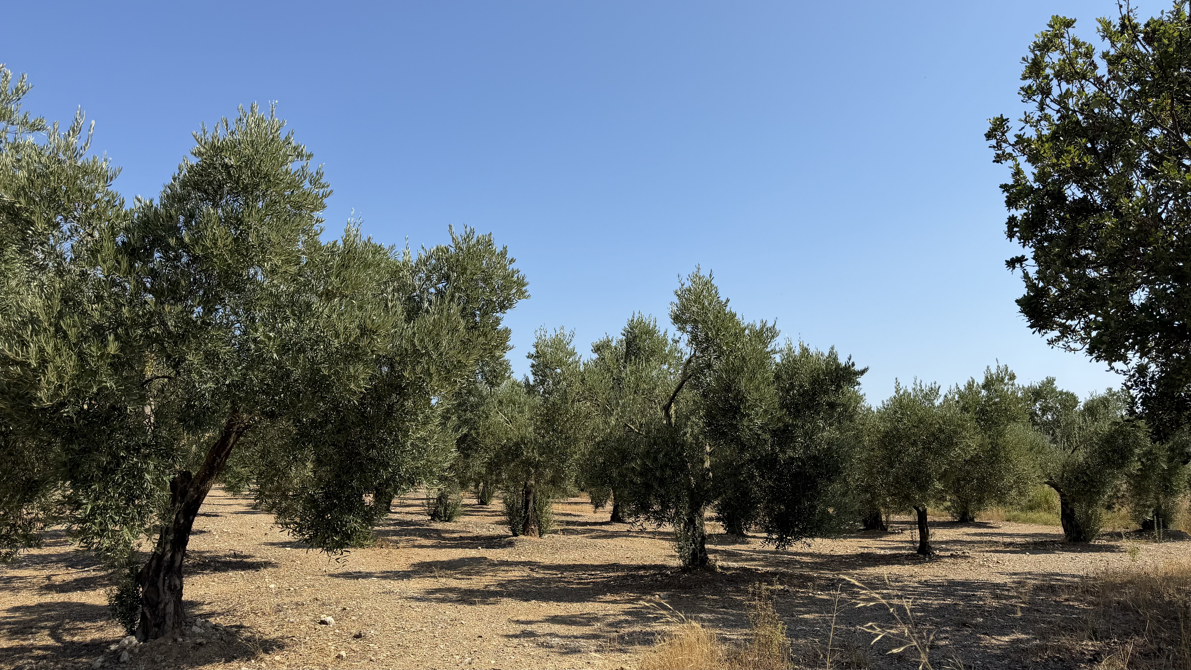 Olivar à Pedret i Marzà