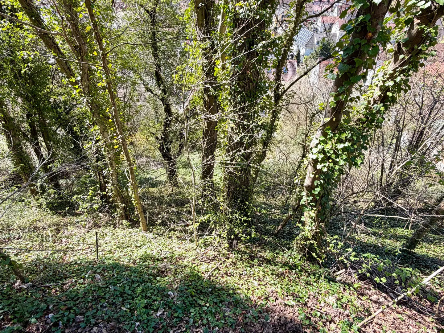 A wooded area with trees covered in ivy, ground covered in leaves and green plants.