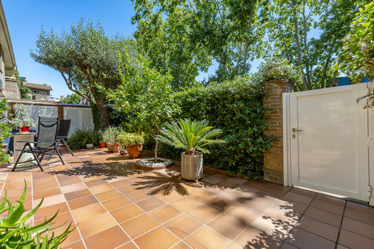 Sunny patio with terracotta tiles, potted plants, a small tree, and a white gate against a lush green hedge.