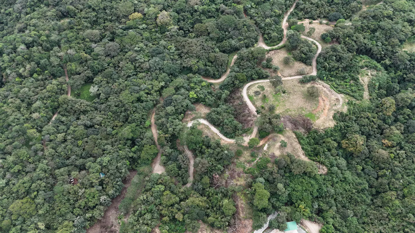 Aerial view of a lush green forest with a winding dirt road cutting through it.