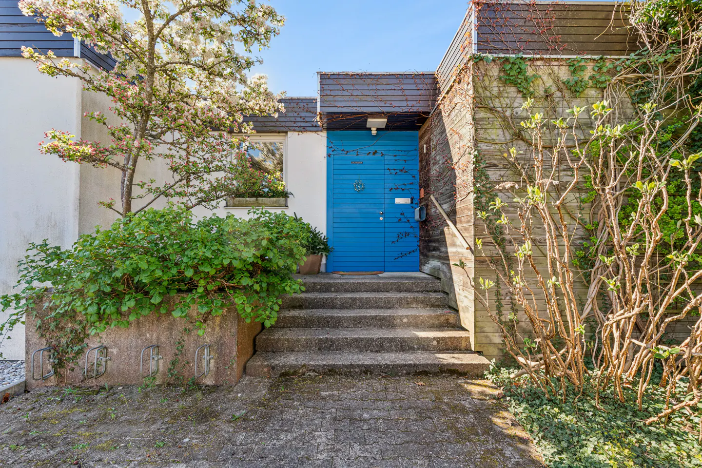 Concrete steps lead to a bright blue front door of a modern home, framed by a flowering tree and climbing ivy.