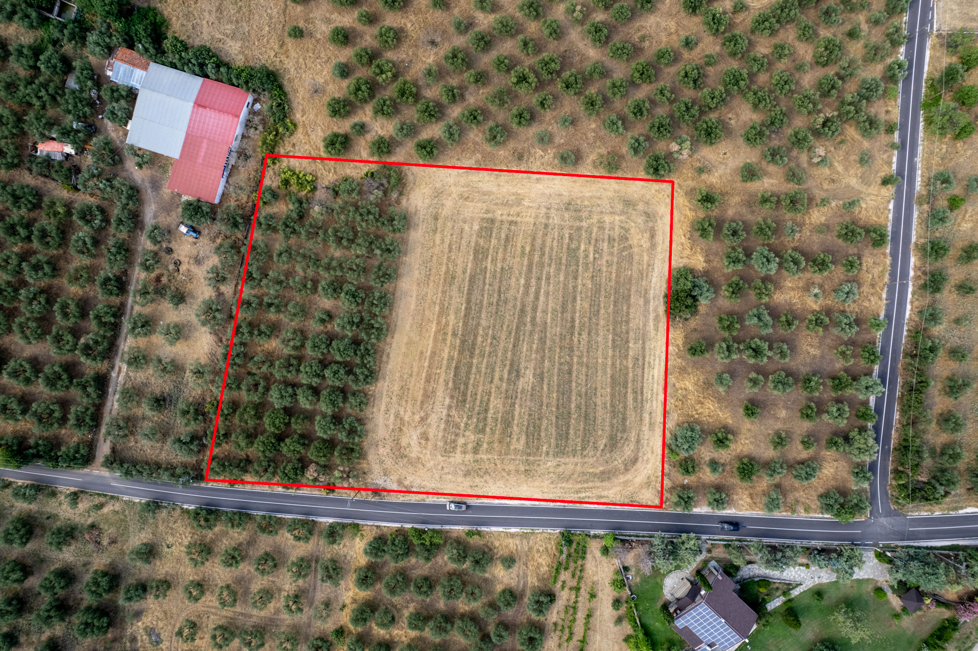Buildable land with olive grove
