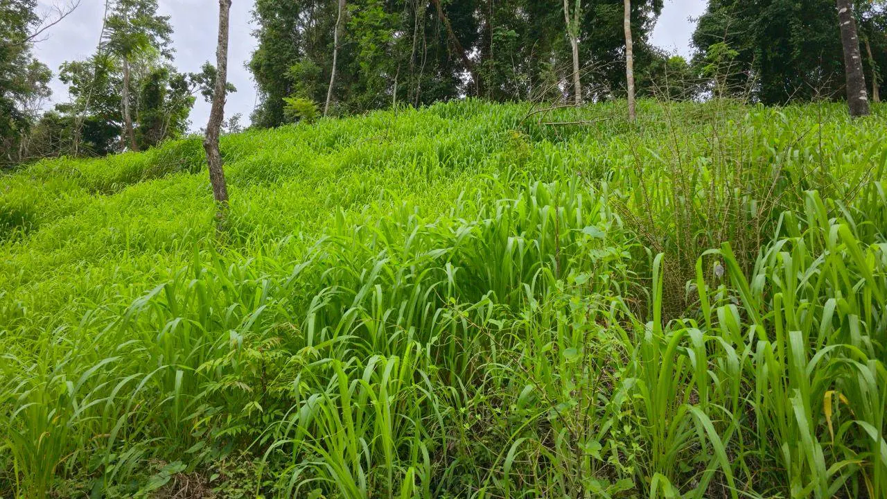 Lush green hillside with tall grass and trees. Overcast sky. Potential real estate land.