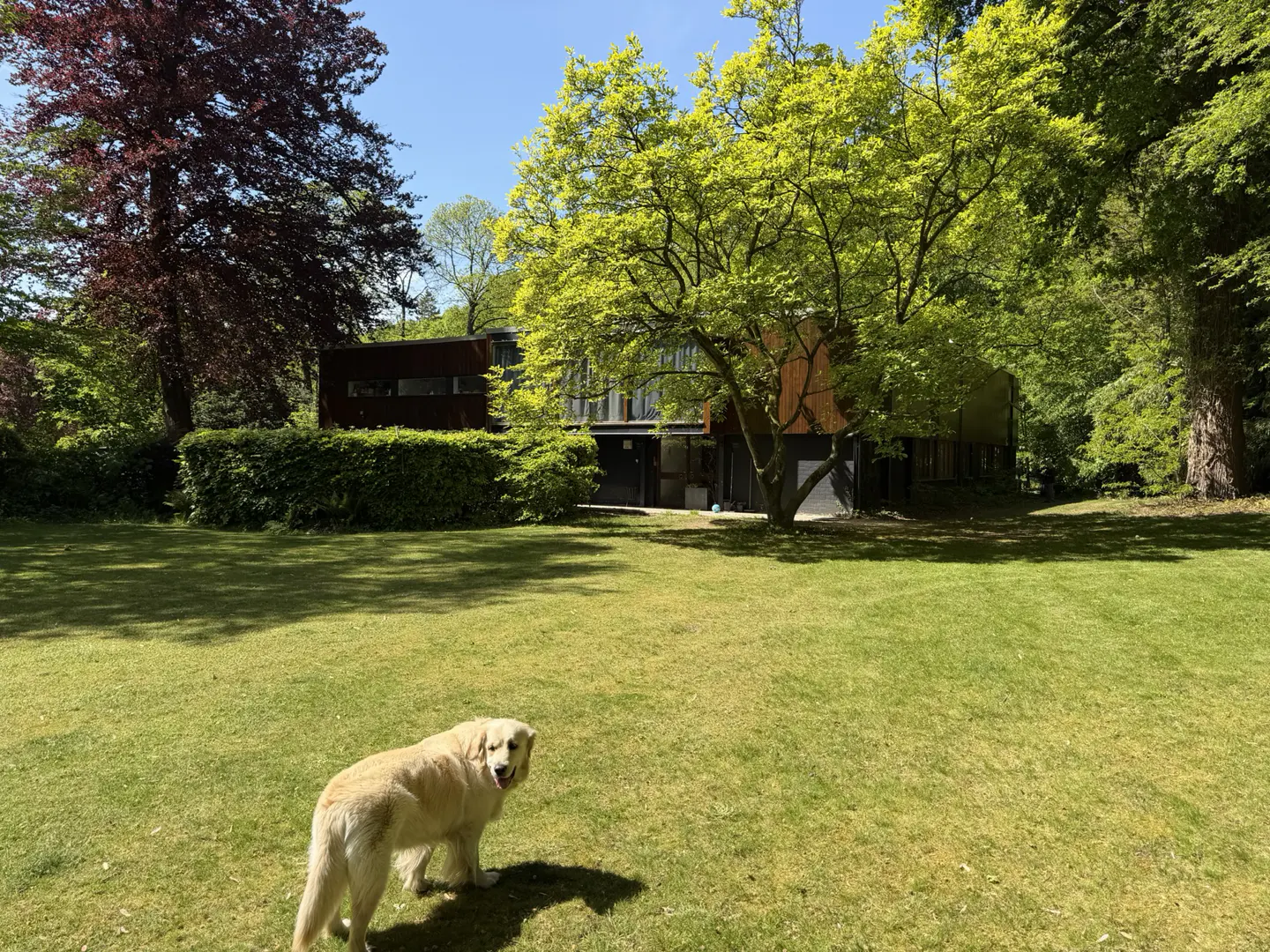 Modern house with a large lawn and trees. A golden retriever stands in the foreground.