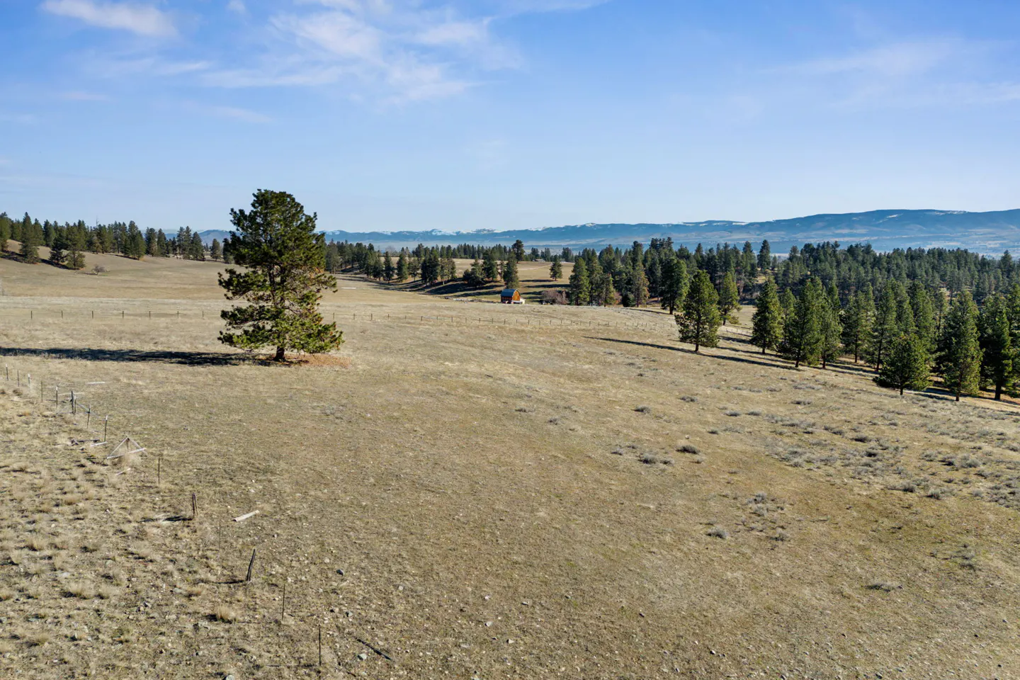 Open field with a lone pine tree, brown grass, and a distant blue sky.