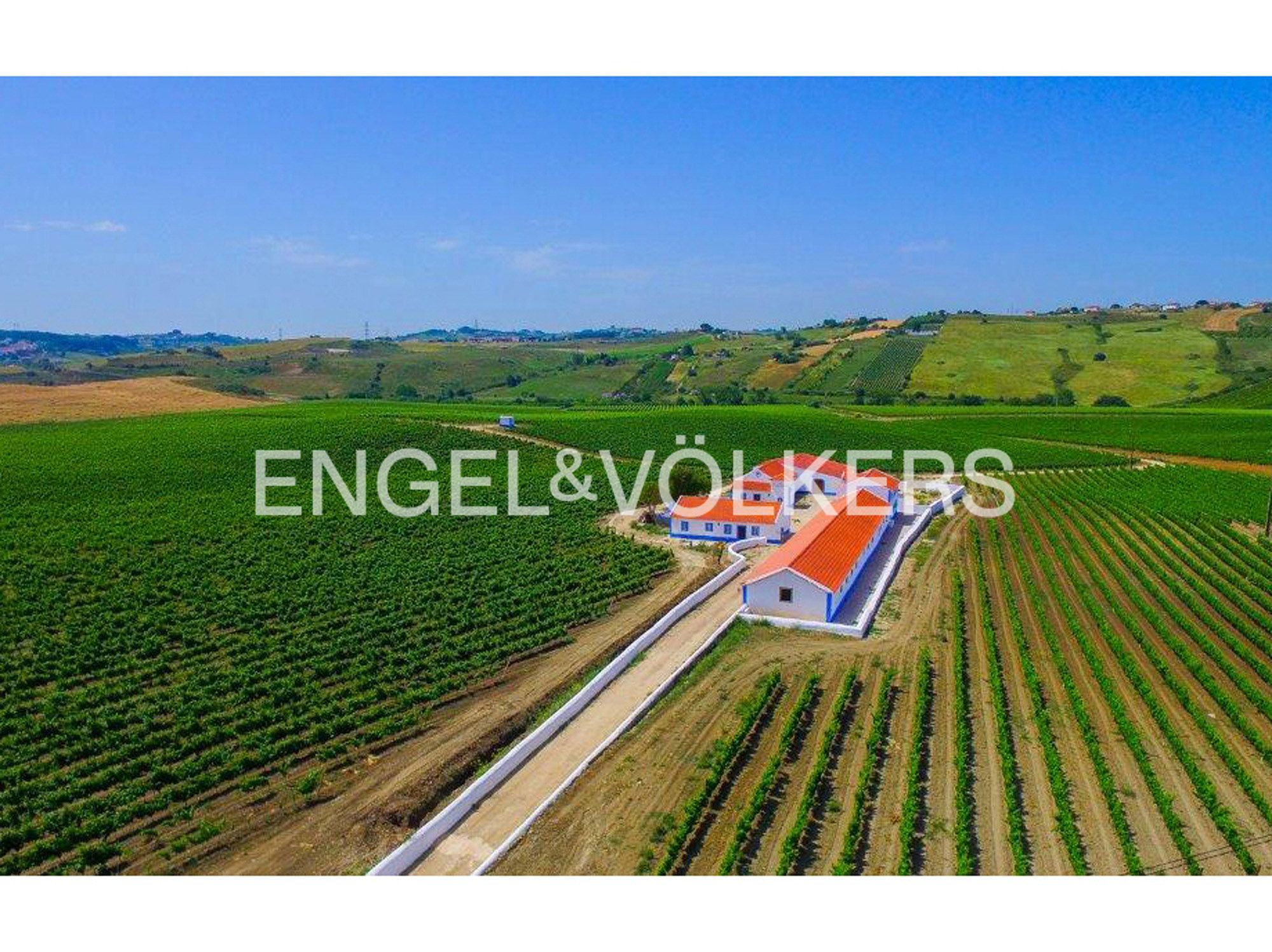 Vineyard north of Lisbon