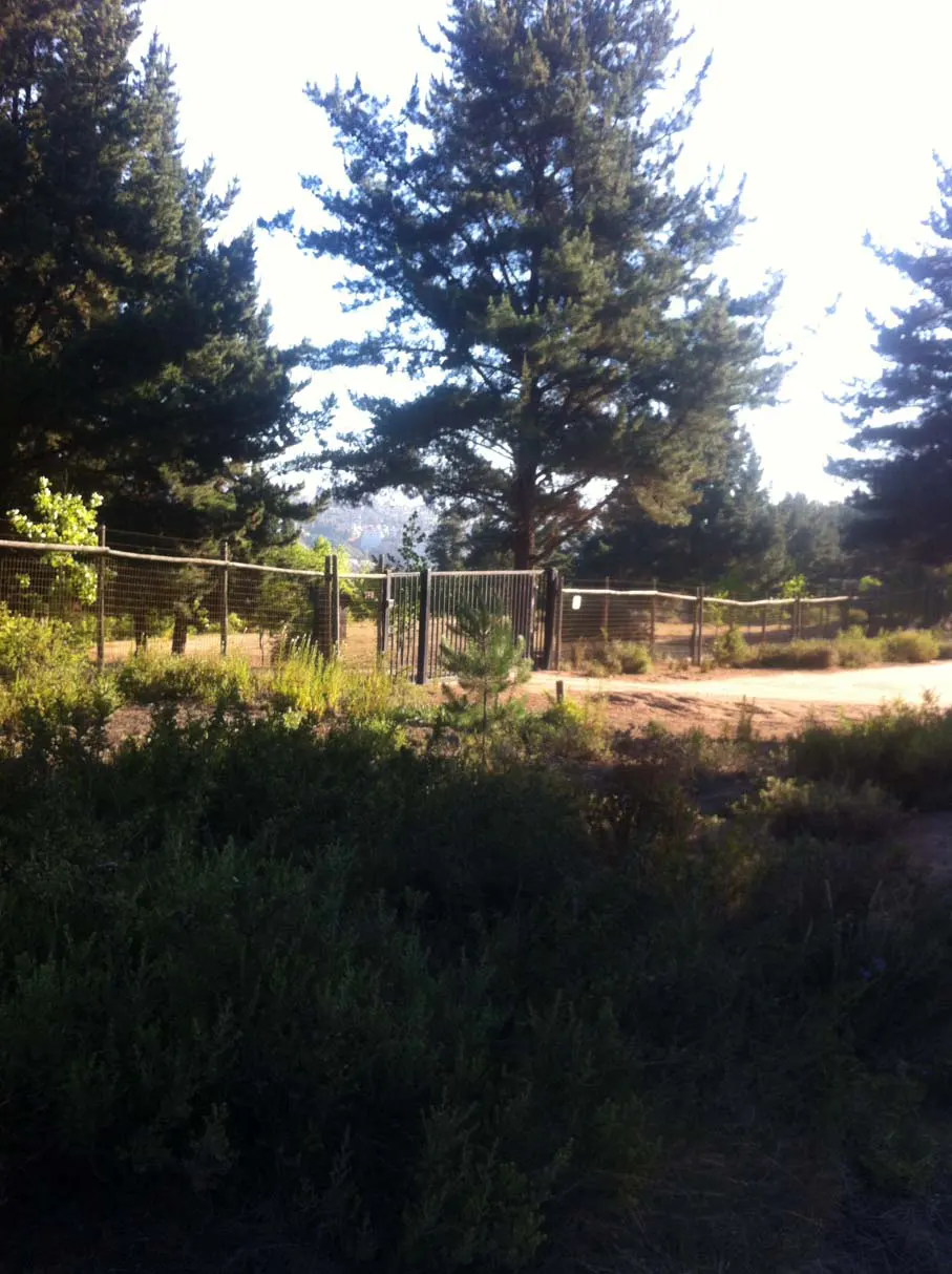 Gated entrance to a property with tall pine trees and green bushes in the foreground.