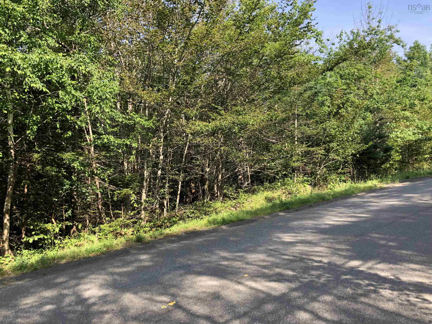 A wooded lot next to a paved road. Green trees fill the frame, casting shadows on the asphalt.