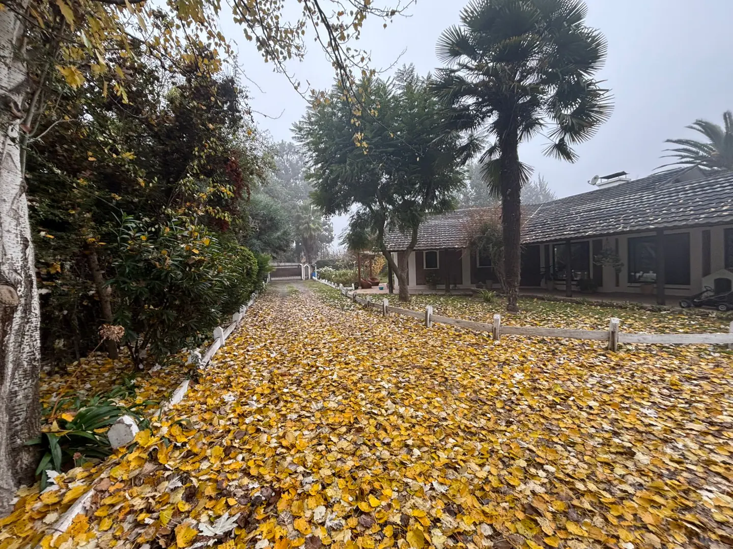A leaf-covered driveway leads to a house with palm trees on a foggy day.